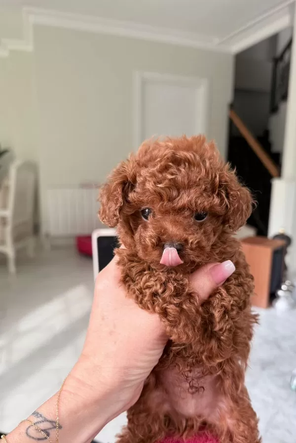 Sevgi Dolu Toy Poodle Bebeklerimiz