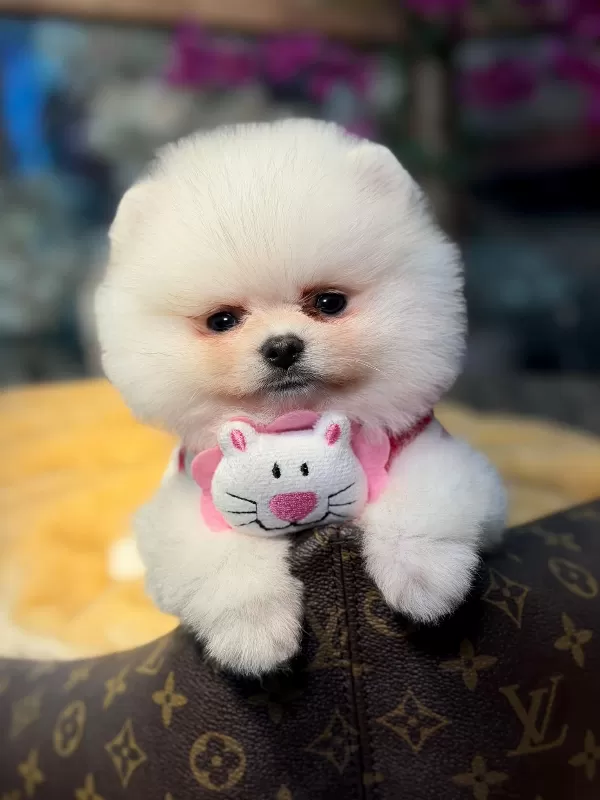 Sağlıklı Ve Neşeli Pomeranian Boo