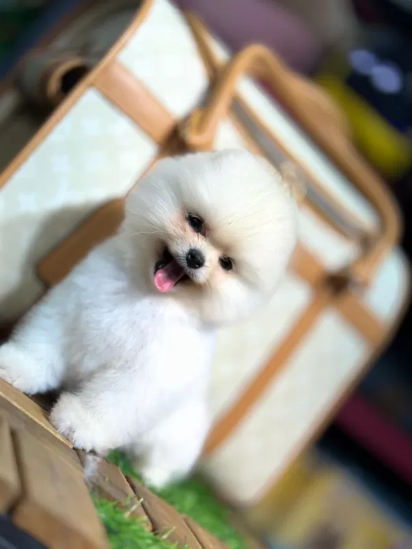 Zeki Ve Uyumlu Pomeranian Yavrular