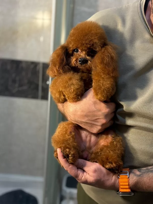 Sevimli Poodle Yavrularımız Yeni Yuvalarını Arıyor