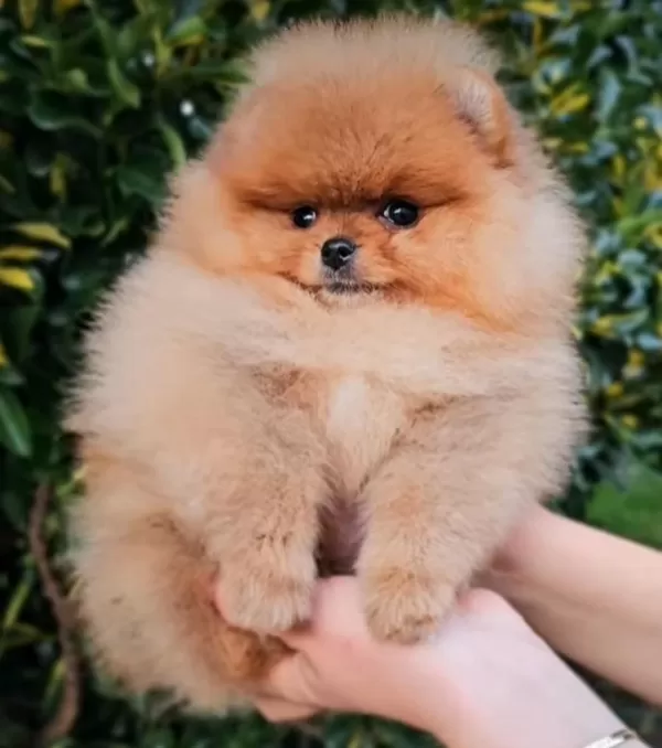 Safkan Ayıcık Surat Pomeranian