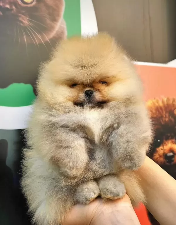 Oyuncu Ve Neşeli Pomeranian