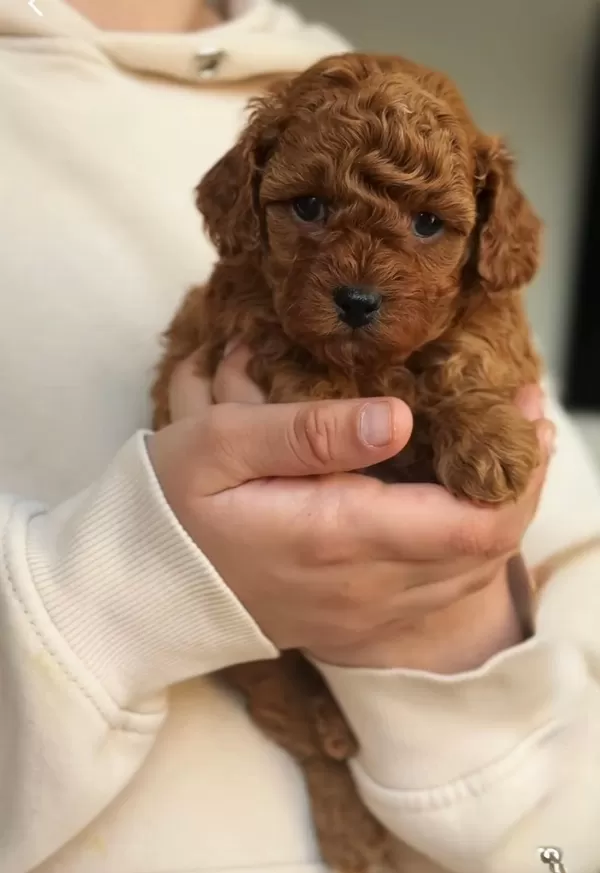Safkan Poodle Yavrularımız Yeni Yuvasını Arıyor