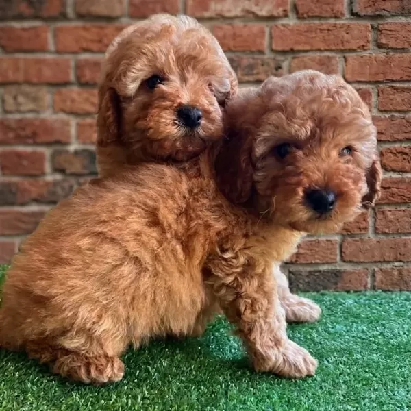 Irk Garantili Maltipoo Yavruları
