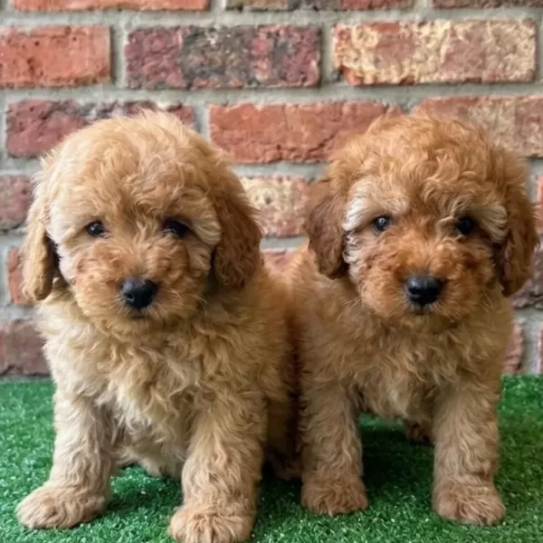 Irk Garantili Maltipoo Yavruları
