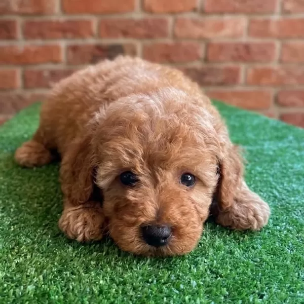 Irk Garantili Maltipoo Yavruları