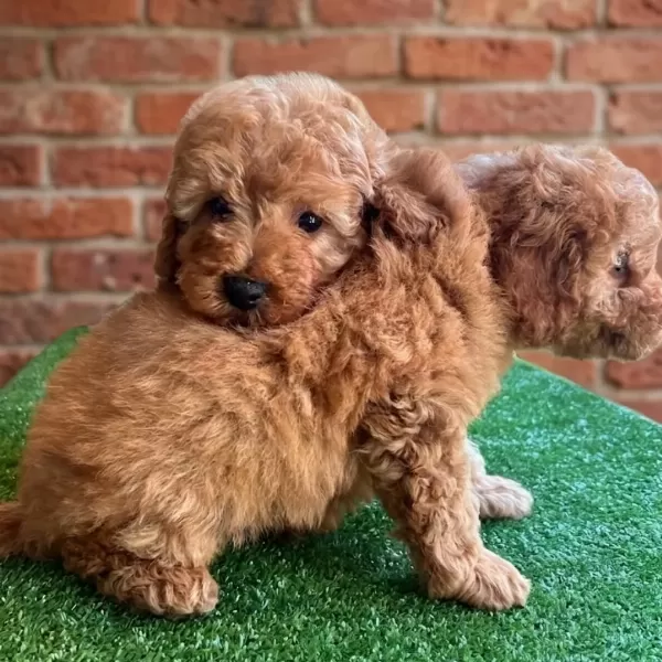 Irk Garantili Maltipoo Yavruları