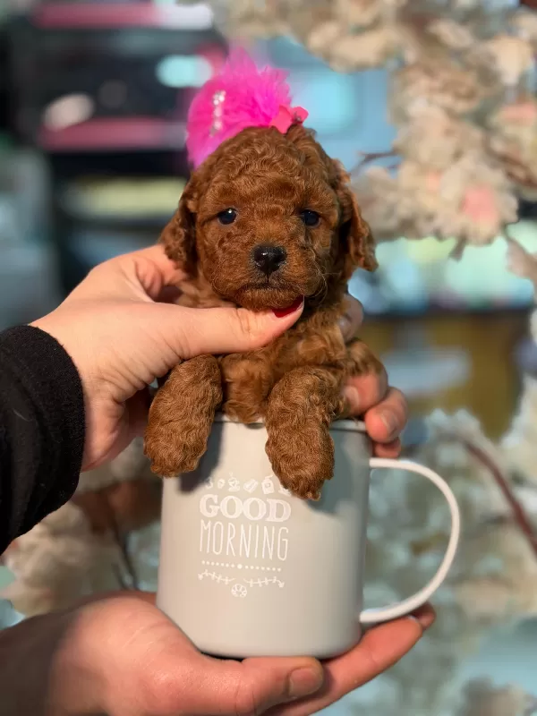 Yeni Yuvasına Hazır Oyuncu Poodle Minikler