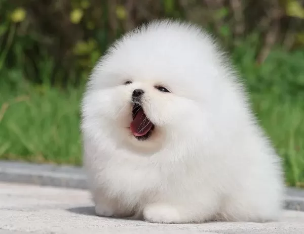 Bulut Gibi Beyaz Pomeranian