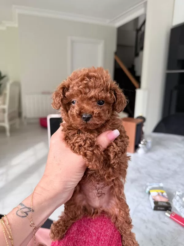 Sevgi Dolu Toy Poodle Bebeklerimiz