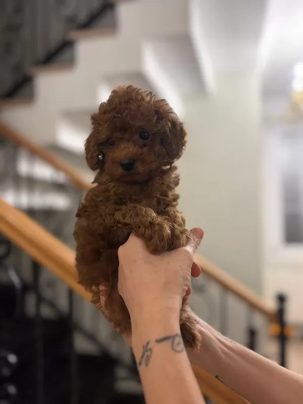Sosyal Ve Uysal Mini Poodle Yavruları