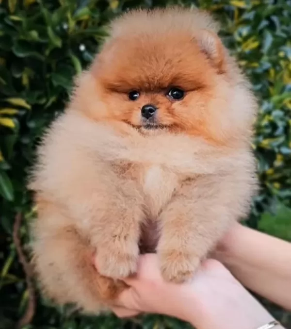 Sevimliliğiyle Dikkat Çeken Pomeranian Yavrular