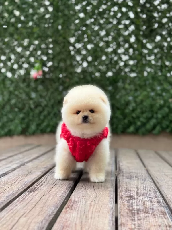 Sevimliliğiyle Dikkat Çeken Pomeranian