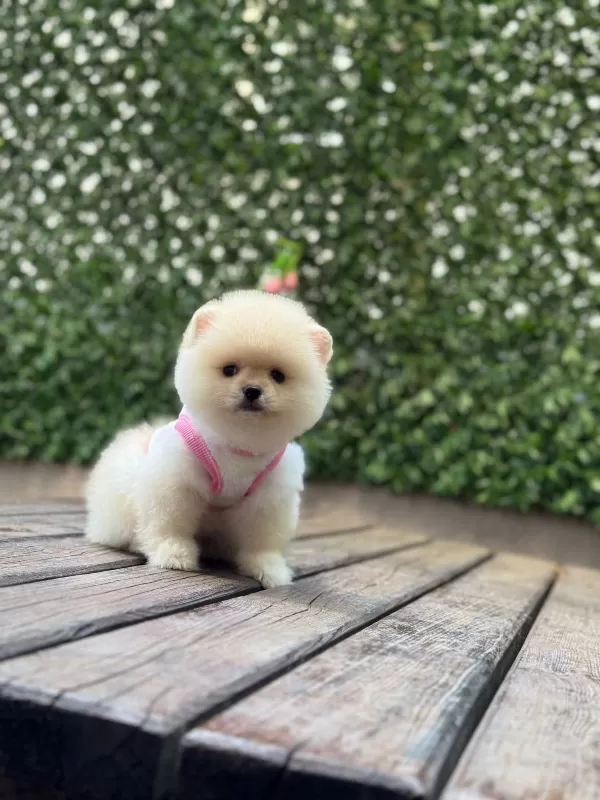 Tatlı Ve Sevimli Pomeranian Yavrular