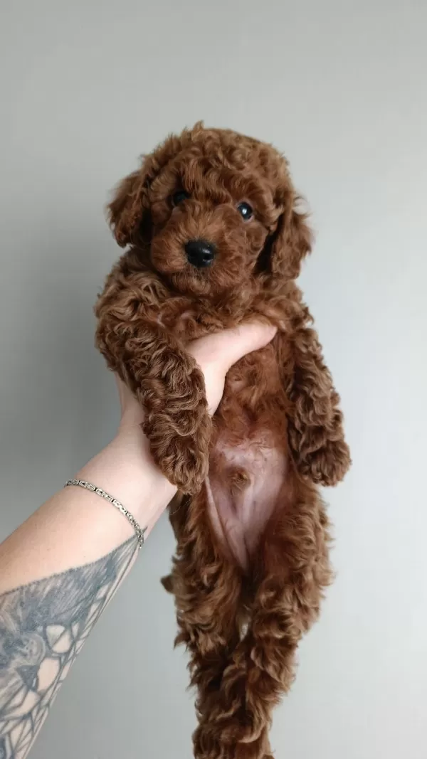 Sevgi Dolu Toy Poodle Yavrular