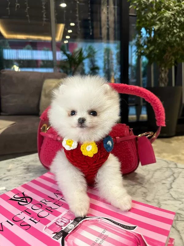 Ev Ortamına Uyumulu Pomeranian Boo