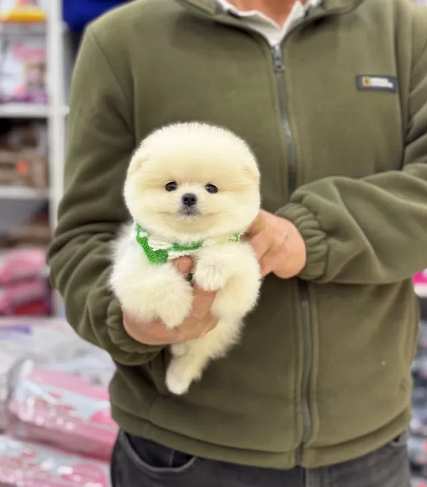 Pasaportlu Ve Karneli Pomeranian Yavruları