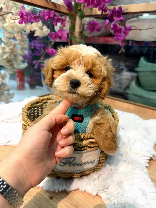 Pamuk Gibi Tatlı Maltipoo Yavrusu