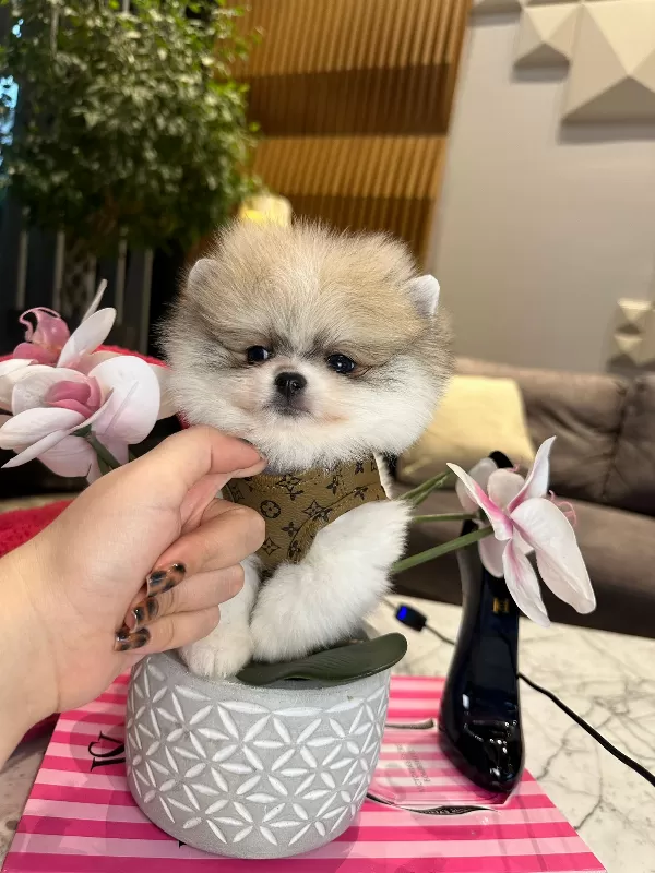 Pomeranian Boo Yeni Yuvasına Gitmeye Hazır