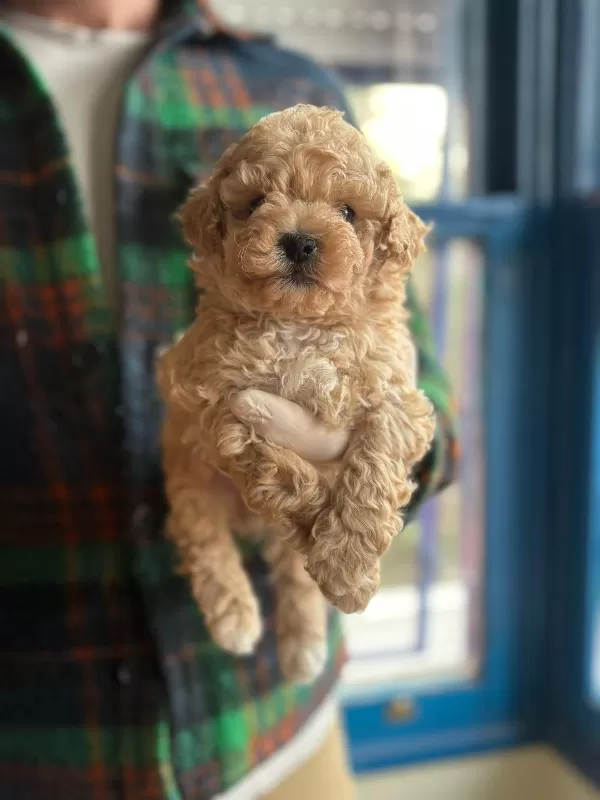 Sağlık Garantili Maltipoo Yavrularımız