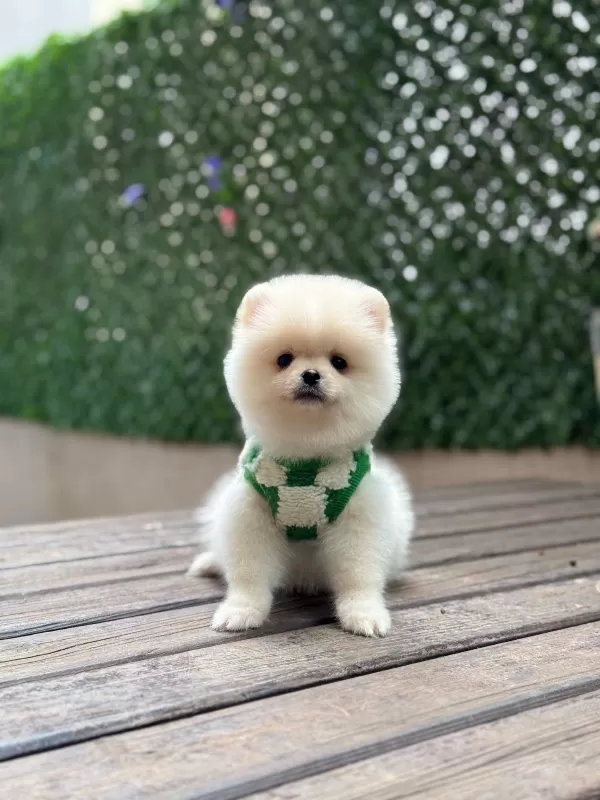 Aile Uyumlu Pomeranian Boo Yavruları