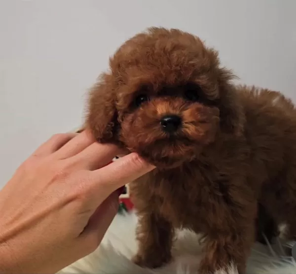Ev Ortamında Büyüyen Toy Poodle’lar