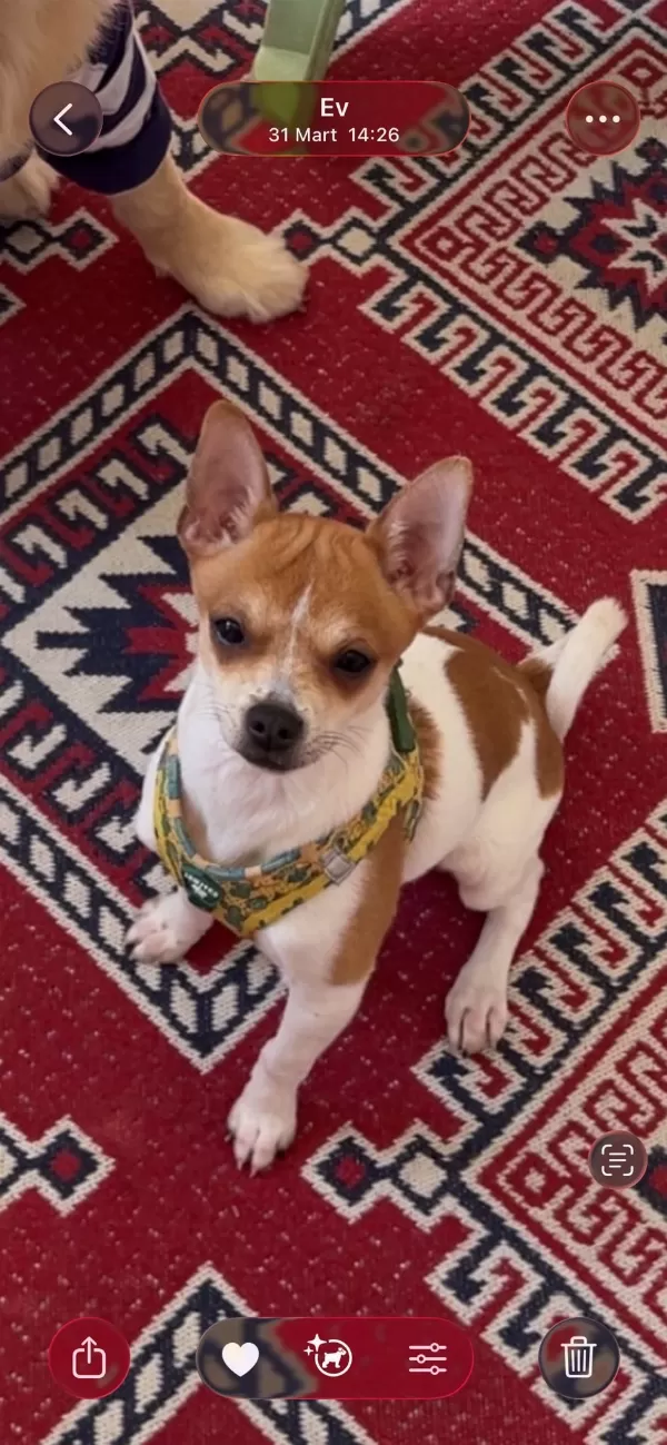 5 Aylık Chihuahua Yeni Yuva Aranıyor
