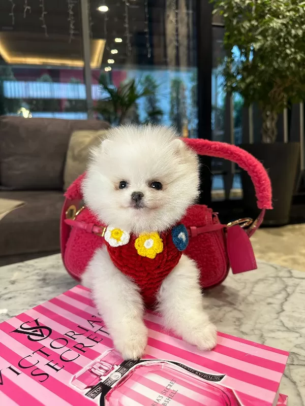 Ev Ortamına Uyumulu Pomeranian Boo
