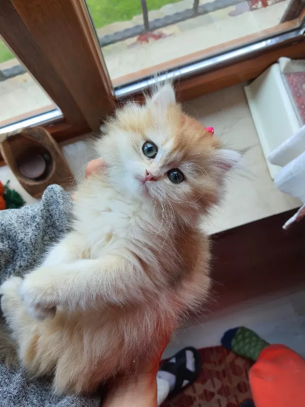 Saf Kan Şecereli Golden British Longhair (Wcf Kayıtlı)