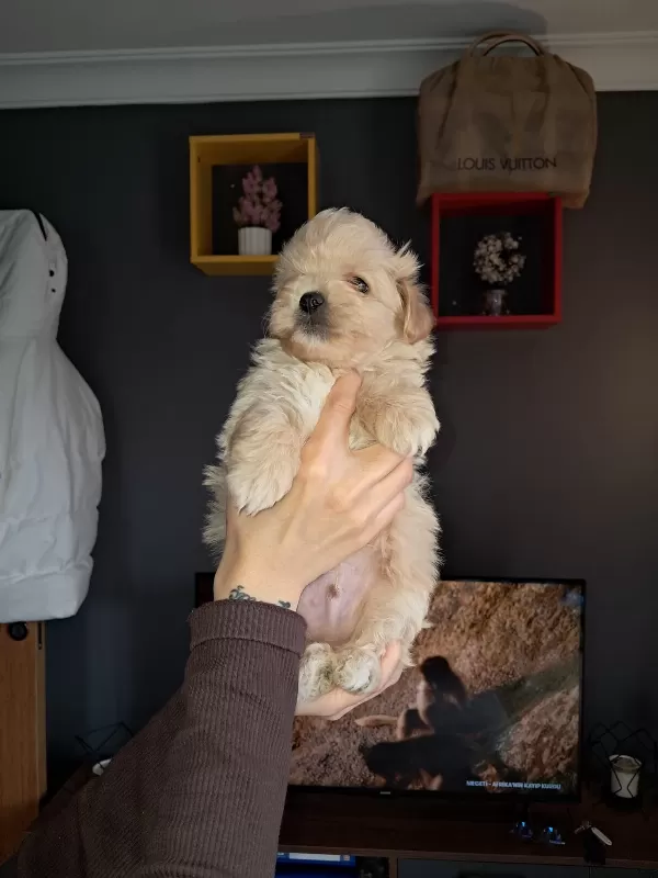 Sevimli Toy Poodle Yavrularımız Hazır