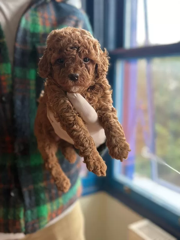 Sevimli Ve Oyuncu Toy Poodle Yavruları