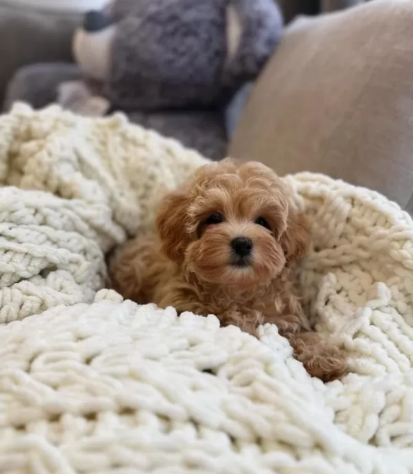 Pamuk Gibi Maltipoo Bebekler