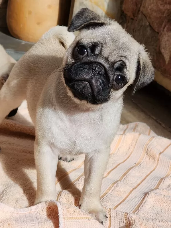 Irk Garantili Pug Yavruları
