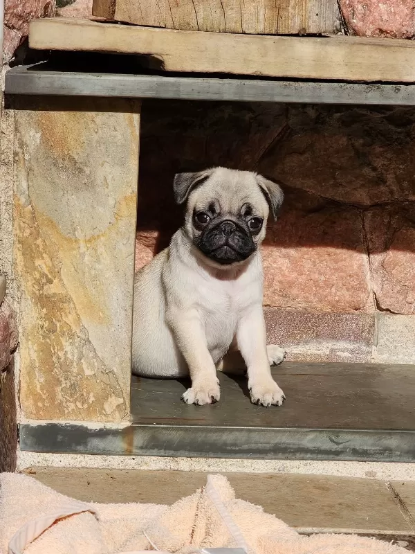 Irk Garantili Pug Yavruları