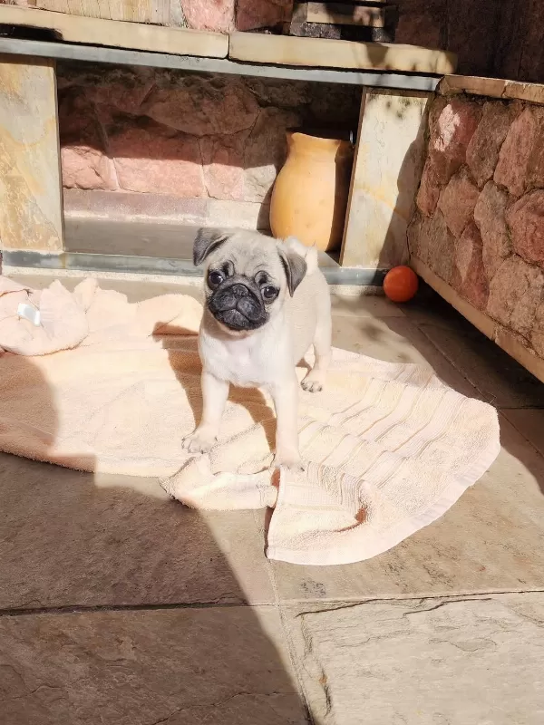 Irk Garantili Pug Yavruları