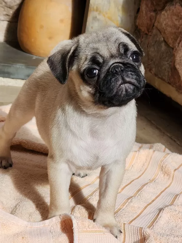Irk Garantili Pug Yavruları