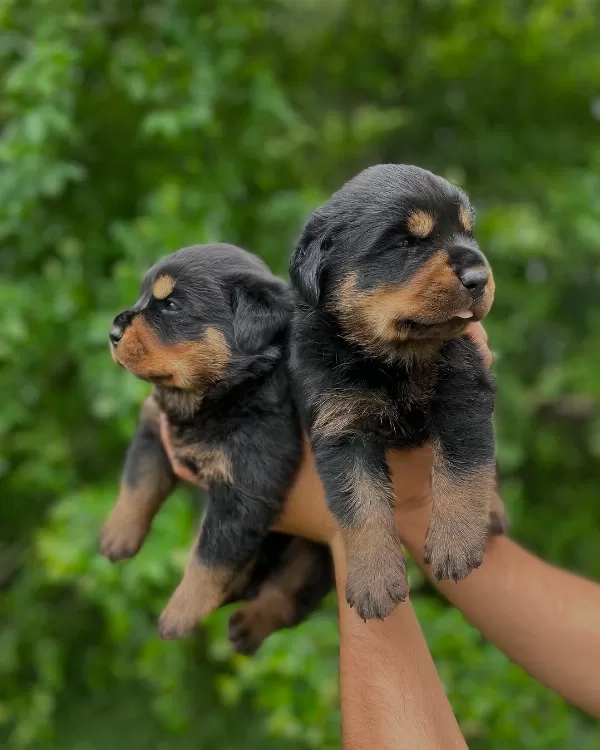 Irk Garantili Rottweiler Yavruları