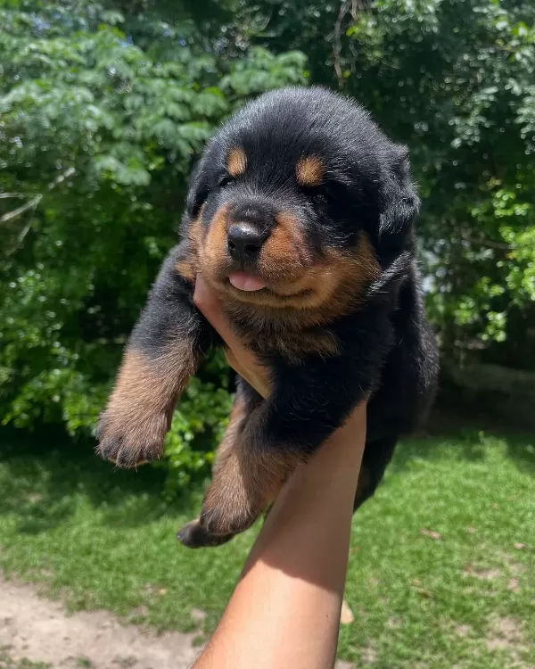 Irk Garantili Rottweiler Yavruları