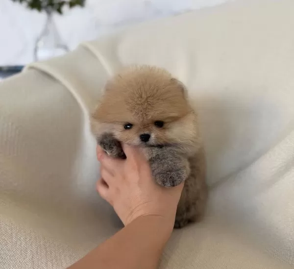 Mini Ve Fluffy Pomeranian Boo Bebekler