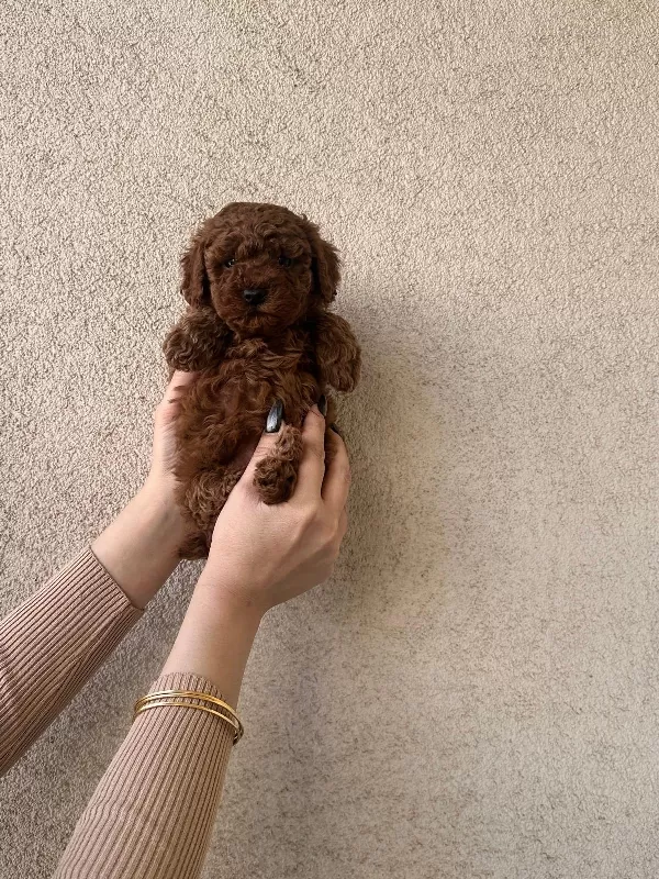 Özel Renk Pomeranian Boo Yavrularımız