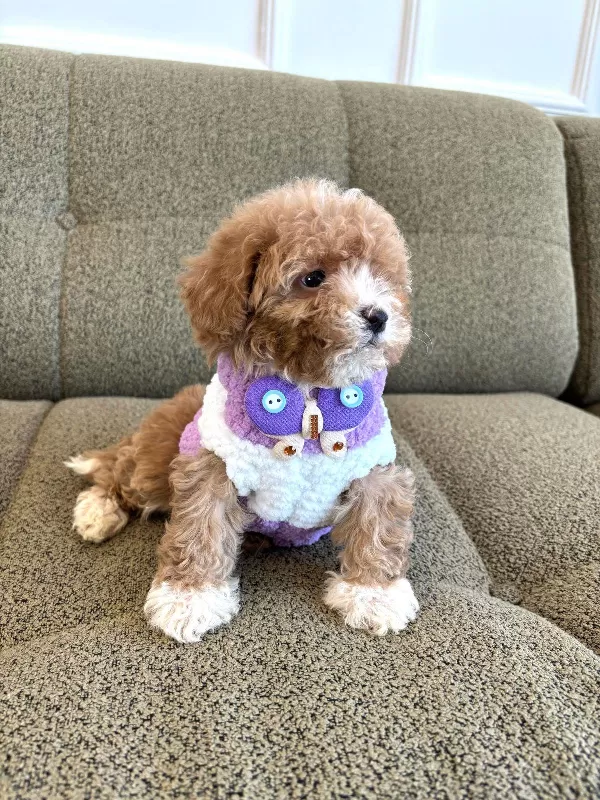 Birbirinden Güzel Maltipoo Yavrularımız