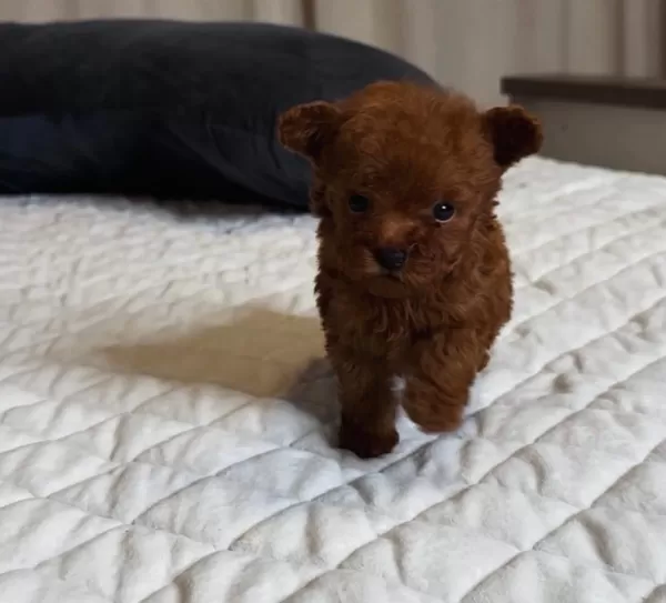 Anne Baba Görme Garantili Toy Poodle Yavruları