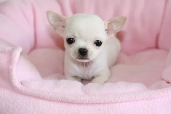 Irk Garantili Chihuahua Yavruları