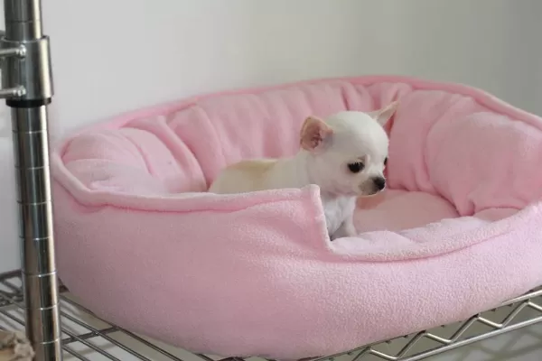 Irk Garantili Chihuahua Yavruları