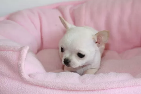 Irk Garantili Chihuahua Yavruları