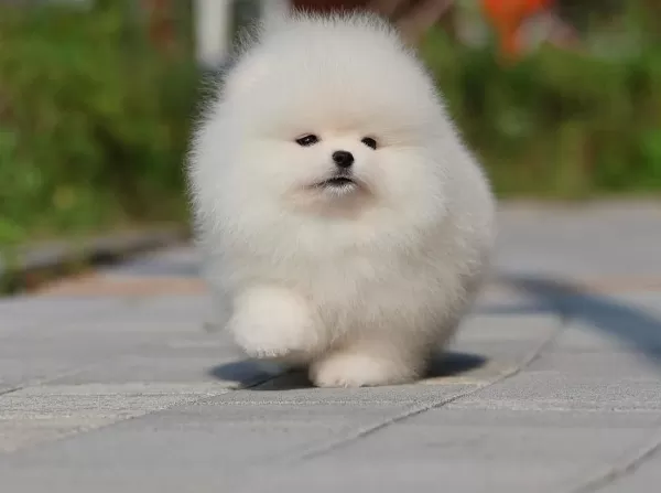 Bulut Gibi Beyaz Pomeranian