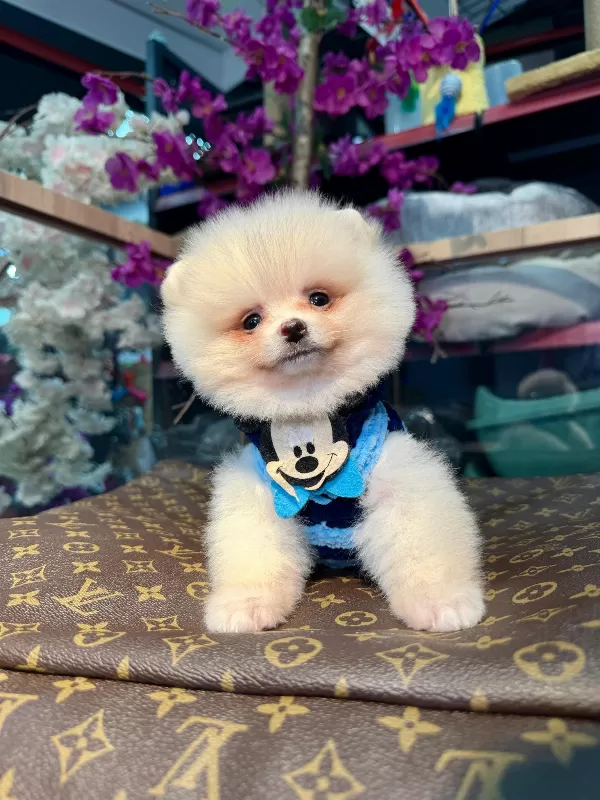 Küçük Irk Sevimli Pomeranian Boo Yavruları