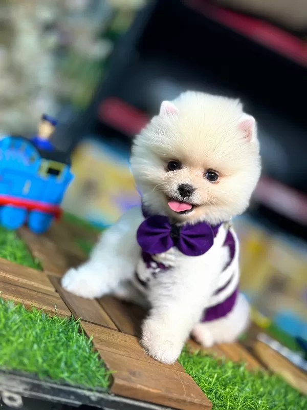 Safkan Ve Küçük Irk Pomeranian Yavrular