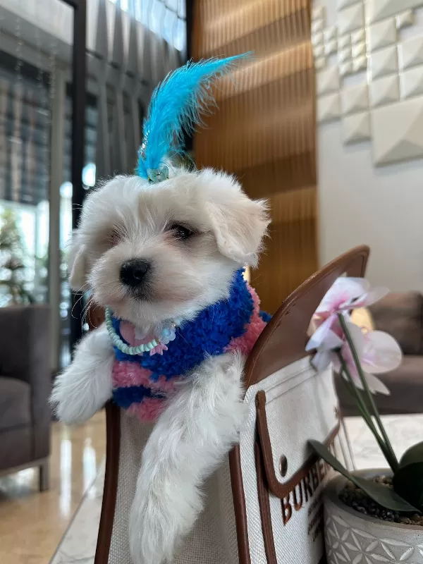 Sevimli Ve Oyuncu Maltipoo Bebekler