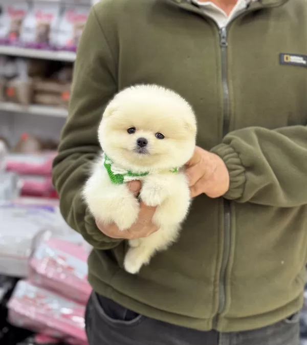 Pasaportlu Ve Karneli Pomeranian Yavruları
